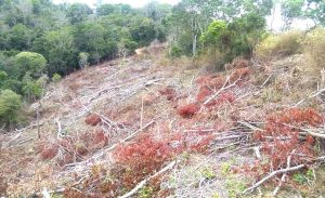 e55b42ba-c755-4a03-9482-e294bc1e7bd5